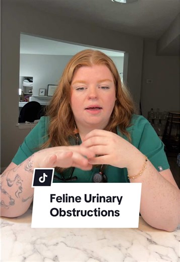 Signs Your Cat May Have Urinary Issues