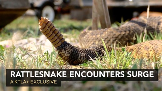 Danger in the dirt: Rattlesnake encounters surge | A KTLA+ original