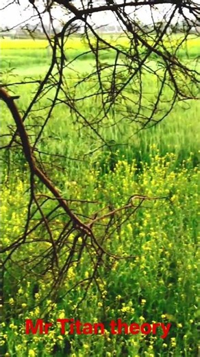 #viral video vlage song the beautiful ❤️❤️ vari nice video