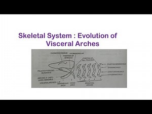 SEM II / 7. EVOLUTION OF VISCERAL ARCHES