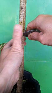 "Woody budding technique to improve moisture resistance. Tips: 1. Use a sharp knife 2. Make a clean, slanting cut 3. Press and tie firmly at both ends of the scion cut, which is covered by the opening in the rootstock bark #fblifestyle #grafting #graftingtechnique #graftingplant | Grafting Techniques
