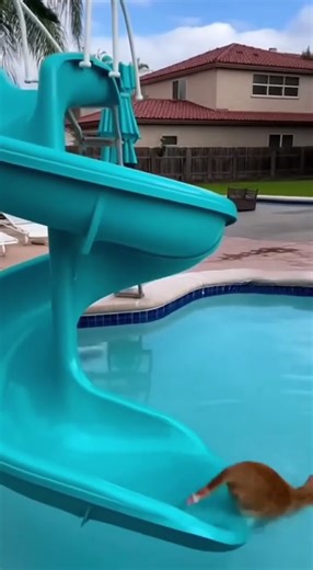 POV: Your cat just discovered what a water slide really does 😂🐱💦