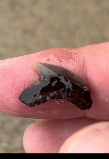 Discovering a Unique Brown Tiger Shark Tooth