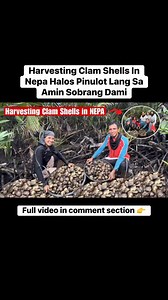 Harvesting Clam Shells In Nepa|Halos Pinulot Lang Sa Amin Sobrang Dami #fypageシ #fypシ゚ #fyp | Marielasin