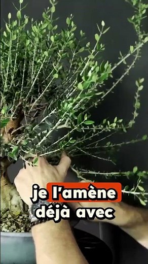 Bonsai Wiring and Pruning Techniques