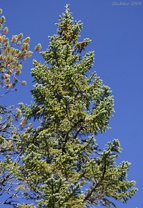 Picea engelmannii - Alchetron, The Free Social Encyclopedia