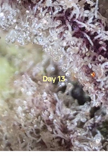 Day 13 posting #trichomes