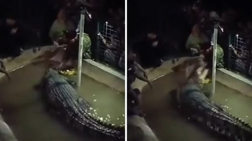 Crocodile Attacks Elderly Man in Indonesia, Terrifying Moment Caught on Video