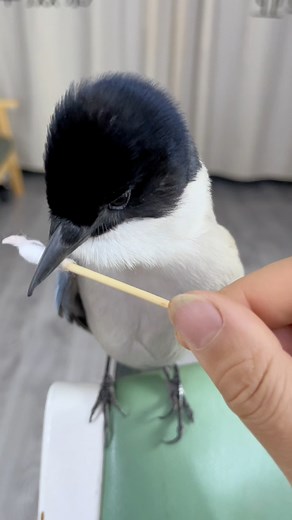 15K views · 518 reactions | Friendly bird | Beautiful World | Facebook