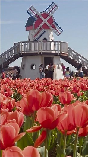 🌷 Tulip Picking Experience | Dutch Hollow Farm | Modesto, CA 🇺🇸