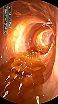 How Baby is Formed from Sperm | Human Reproduction Explained in