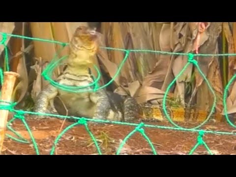 THE BEST TRAP FOR BIG LIZARD IN JUNGLE