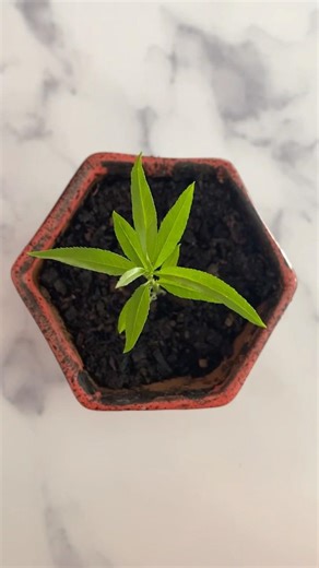 Opening a peach pit - seed germination- wet paper towel #pottedgarden