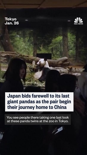 Japanese panda fans gathered for the final public viewing at Tokyo's Ueno zoo before twins Xiao Xiao and Lei Lei return to China this week. | NBC News