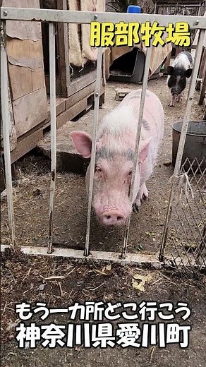 牧場の動物たちに会いに行こう！神奈川県｜服部牧場 ＃神奈川観光地