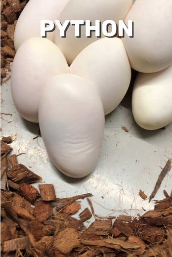 Understanding the Fascinating Life of Wrinkly Egg Snakes