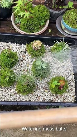 苔玉の水やりはこんな感じです #苔玉 #水やり