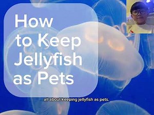 How to keep jellyfish as pets