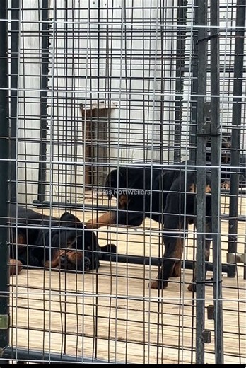 These two are so silly #rottweiler #rottie #rottweilersoftiktok #love #fyp