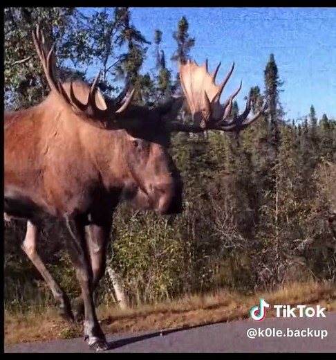 Deer and Moose: A Wild Animal Comparison