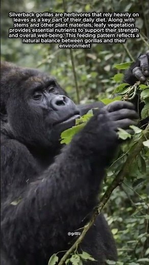 Silverback Gorillas and Their Leaf-Based Diet in the Wild