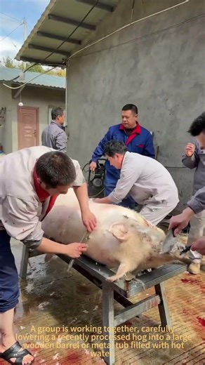 The Secret to Perfectly Scalding a Hog for Hair Removal 🐖