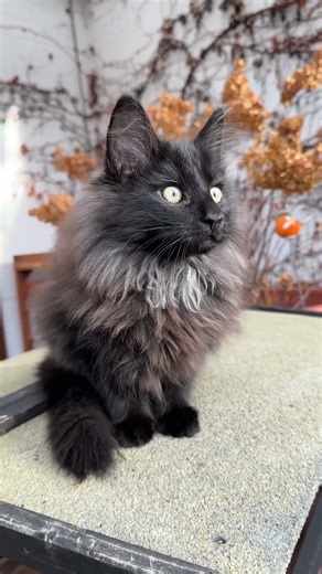 Habanero’s very first time outdoor and watching birds 🙀