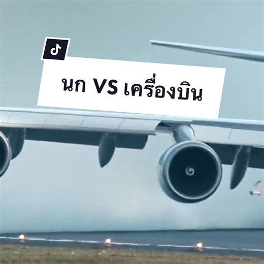 Bird strike test #plane #airplane #jetenginemechanic #bird #birdstrike #aircrash