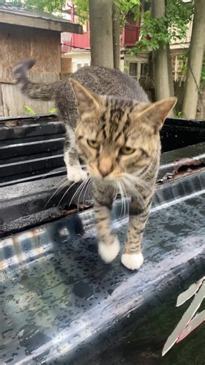 These alley cats are always strutting on the cat walk #catsoftiktok #cat #fyp #cute #detroit