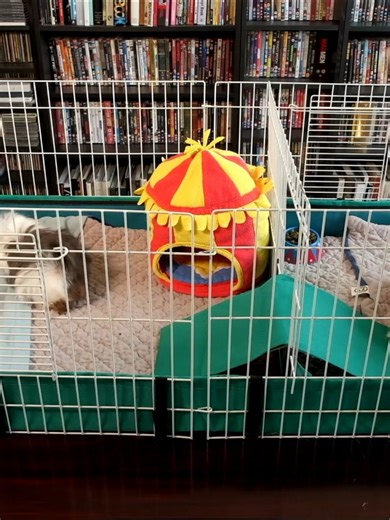 10 Things You Need to Know BEFORE GETTING GUINEA PIGS - Part 1 #guineapigs #guineapig #fypシ #pigtok #trending #adorable #petsoftiktok #pets #pet #petstagram #petsofinstagram #petlovers #wotsittheguineapig #cute #cuteanimals #animals #guineapiglove #guineapiglife #guineapigsofinstagram #guineapiglovers #guineapigsforlife | The Piggy Scroll | Facebook