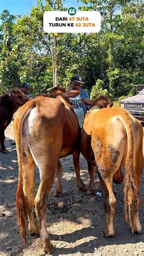 42 JUTA PUN MASIH BISA NEGO TERJUN🔥 #review #sapi #super #murah #meriah #viral #shorts #fyp