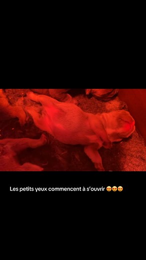 😍😍😍😍 | Frenchies Colors