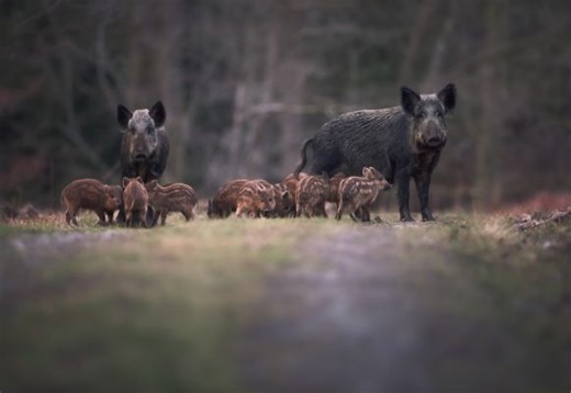 From oinking fugitives to ecological engineers: How wild boars have re-established themselves in our woodland and what to do if they try and steal your shopping