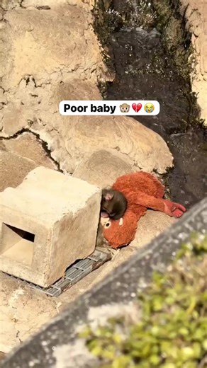 Punching Monkey After Bullying Baby