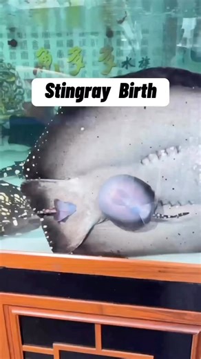 One water pancake coming up! 🤣🥰 #aquariums #aquariumlife #rarefish #aquariumhobby #plantedtank #fishtank #followthewhale | SICCE