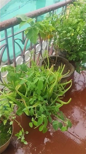 amma home❤️❤️❤️