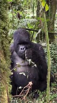 How does it feel to see a mountain gorilla? #gorillamydreams #gorillatours #gorillas?