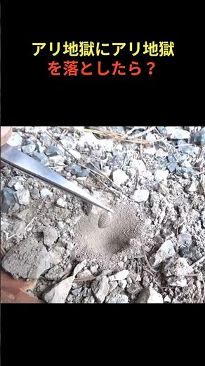 アリ地獄にアリ地獄を落とすと？生き物の雑学49アリ地獄#shorts #雑学 #昆虫 #アリ地獄