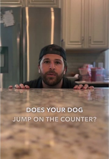 How to Train Your Dog to Stop Jumping on Counters