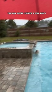 When your deaf senior dog trusts Buster’s decisions… and now we’re all late for school and work because it turned into a 7am pool party. 🫠💦 #dogsofinstagram #labrador #dog #pet #dogs | Bustersworld4