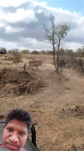 Lions Attack On Buffalo #lions #buff...Lions Scared From Buffalo #lion #buffal ...