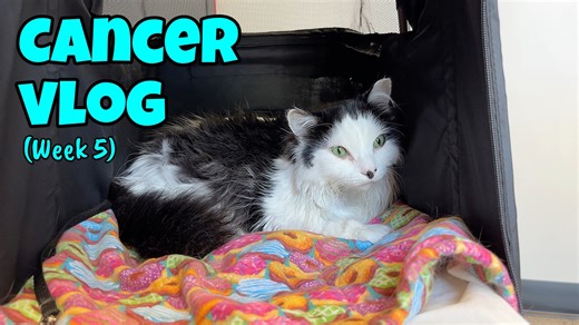 Monday July 15th, I found out that Oreo had a mass in his small intestine. This is the final week of our journey. | The Oreo Cat