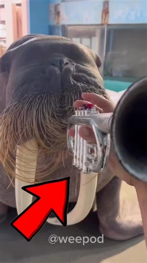 He Actually Knows How to Play the Trumpet! 😱🎺🦭