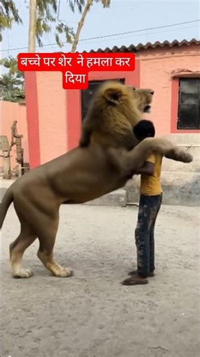 Funny AI Lion Video 🤣 | Laugh Out Loud Shorts | Viral Comedy#lion#youtubeshorts #funnyshorts #funny