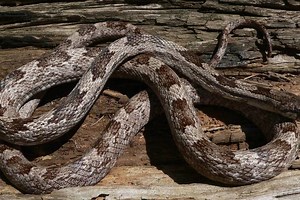 Are snakes in Georgia able to climb? Learn how to keep snakes from creeping over your fence