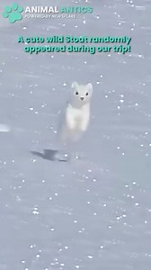 763K views · 9.3K reactions | I thought it was a Pokemon when I first saw it! 藍 | Animal Antics | Facebook