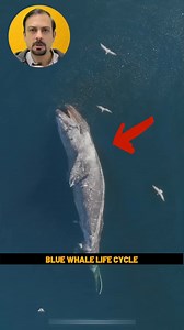 471K views · 5.6K reactions | The amazing life cycle of blue whale. #madaboutfacts #facts #viralfacts #bluewhale #lifecycle #wildlife #foodchain | Mad About Facts-MAF | Facebook