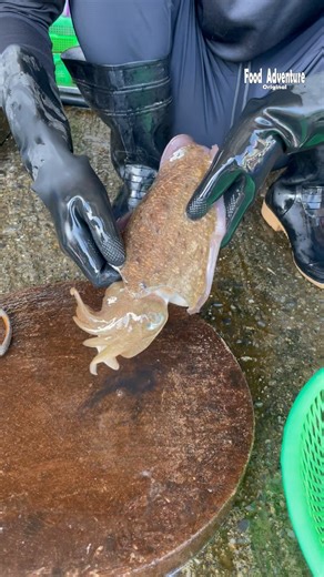 Fastest way to cut live cuttlefish you’ve never seen before #cuttlefish #fastcutting #seafood #fblifestyle | Food Adventure