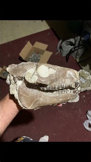 White River Fossils in Various Stages of Preparation