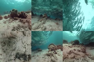 4.1M views · 1.5K reactions | Dive with turtles in this turtle-y awesome 360° video! (Don't worry, you don't have to hold your breath for this one.)  #OurBluePlanet (via BBC Earth) | BBC Travel | Facebook